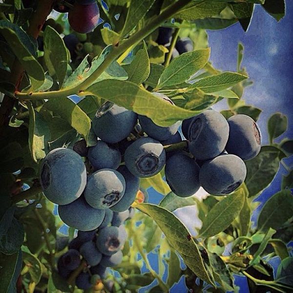 Cedar Hill Farm Pick-Ur-Own Blueberries & Blackberries